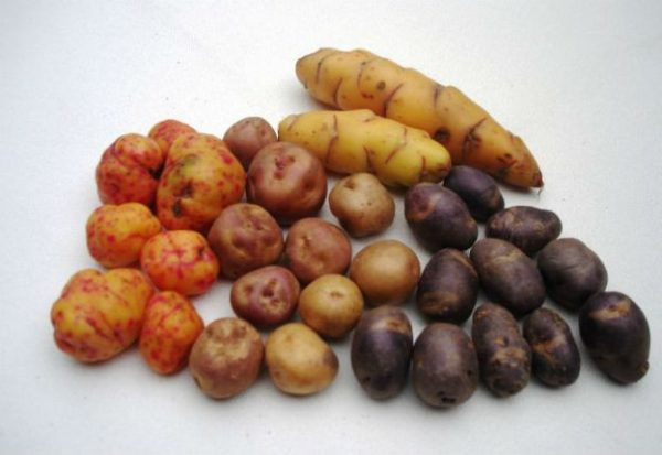 Papas Andinas